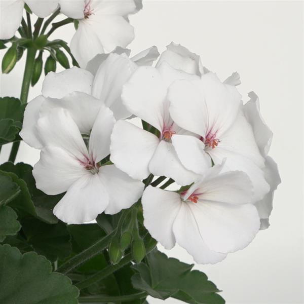 Geranium 'Marcada' Series