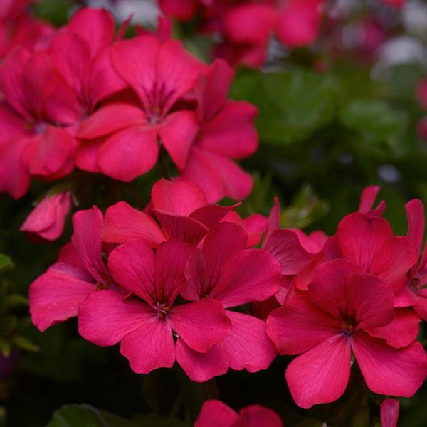 Geranium 'Marcada' Series