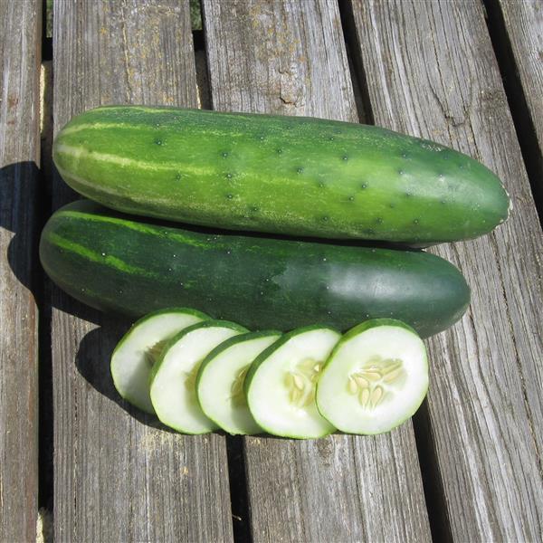 Cucumber 'Marketmore'