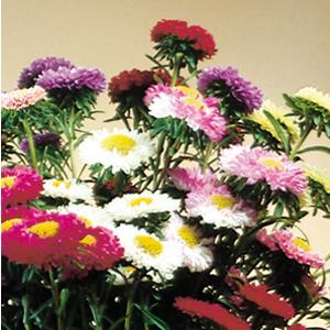 Aster 'Matsumoto Mix'