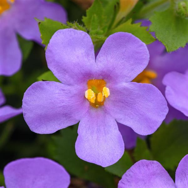 Bacopa 'MegaCopa' Series