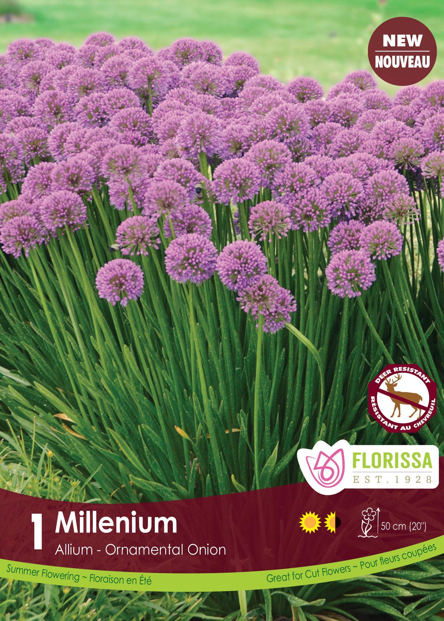 Allium Millenium