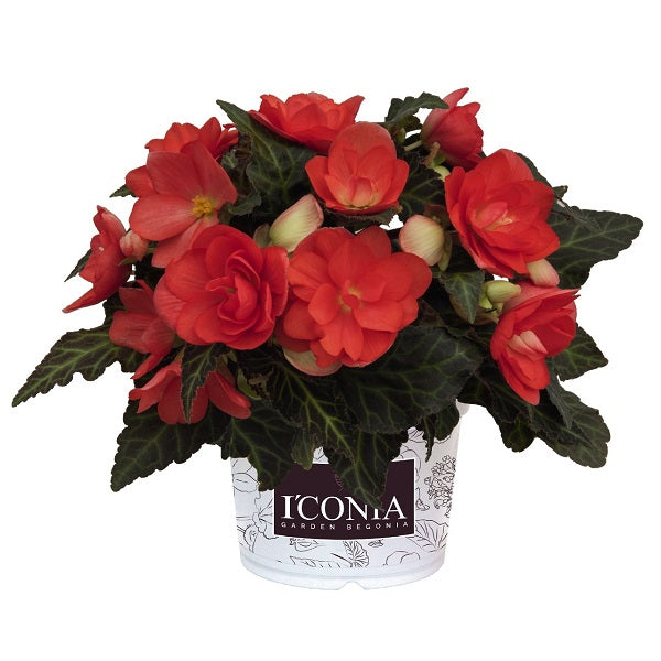 Begonia 'I'Conia' Series