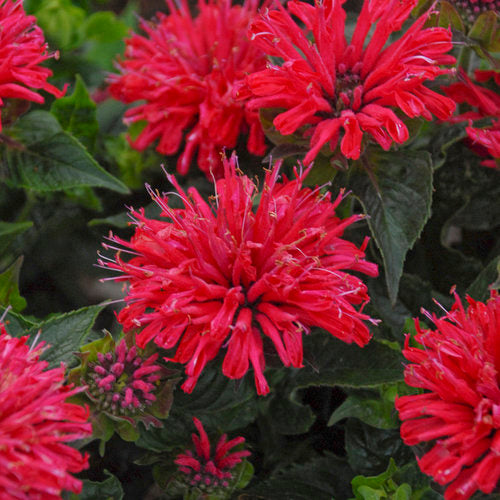 Monarda 'Pardon My Cerise'