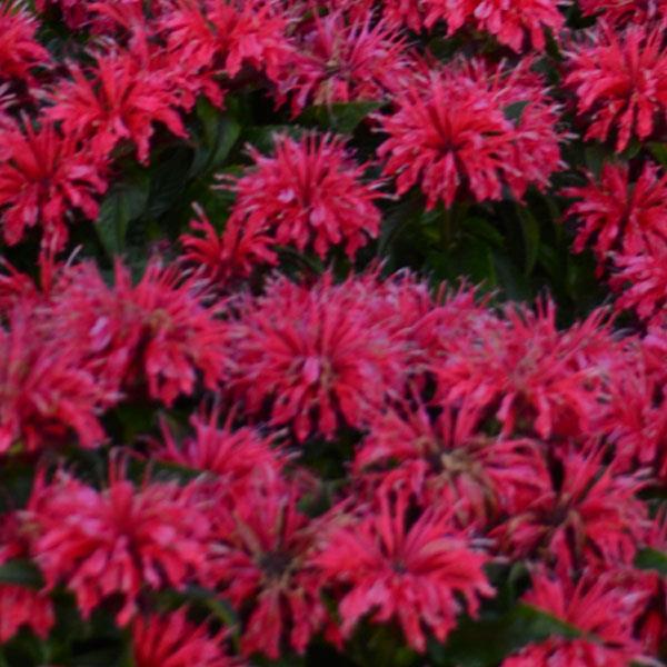 Monarda 'SugarBuzz Cherry Pops'