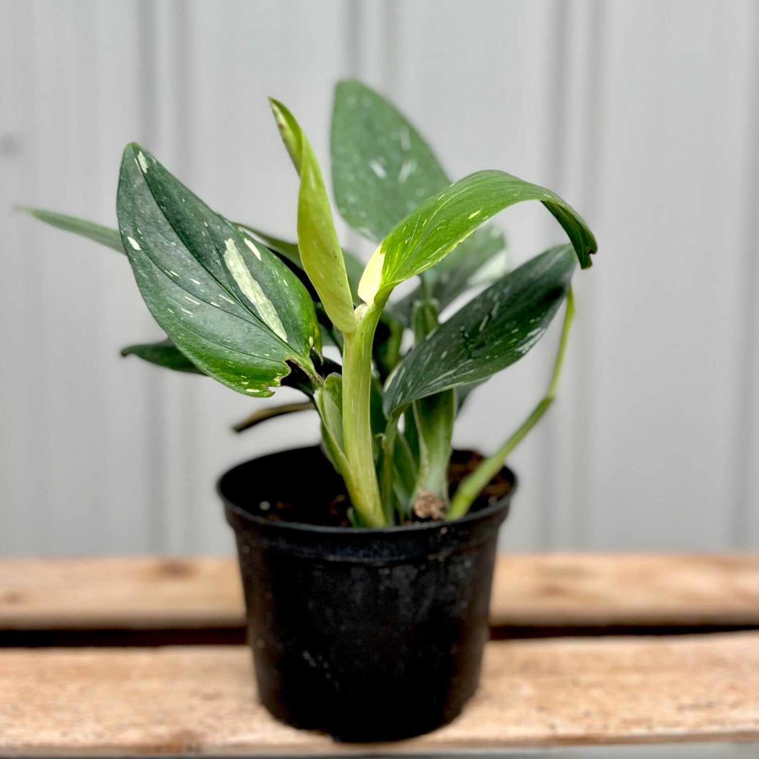 Monstera 'Cobra'