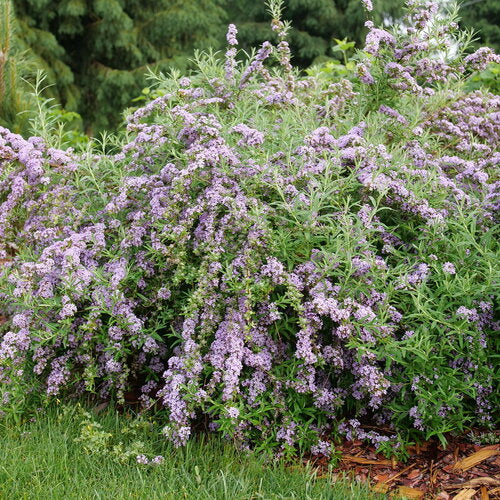Buddleia 'Mop Top' Proven Winners