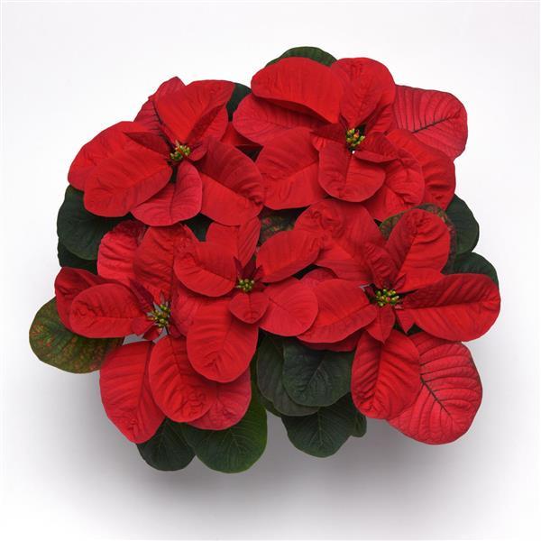 Mouse Ears Poinsettia