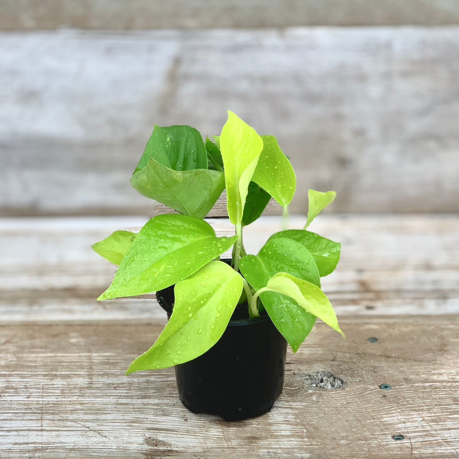 Neon Pothos