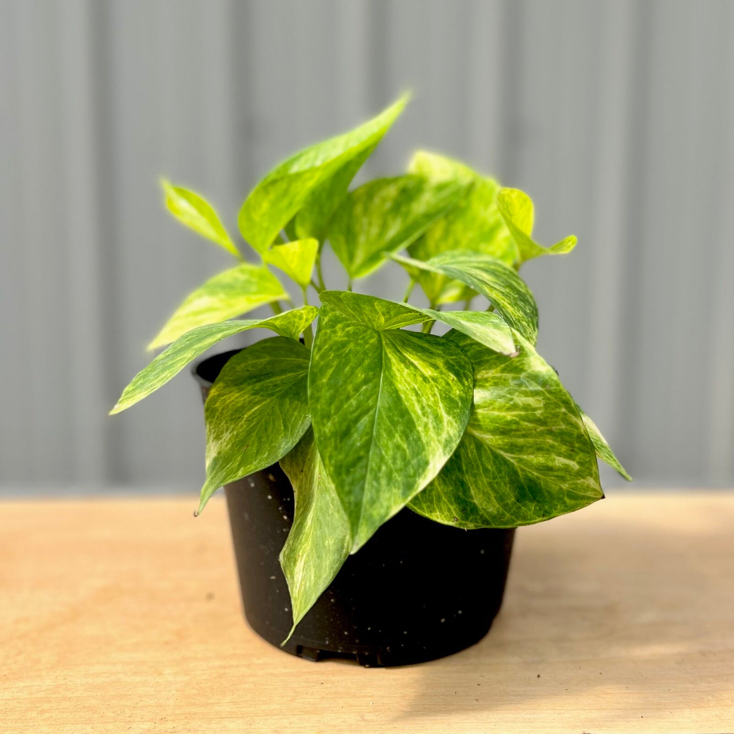 Pothos Scindapsus 'Neon Queen'