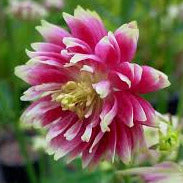 Nora Barlow Columbine