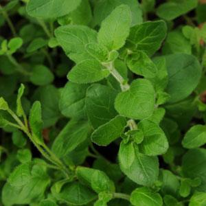 Herb 'Oregano'