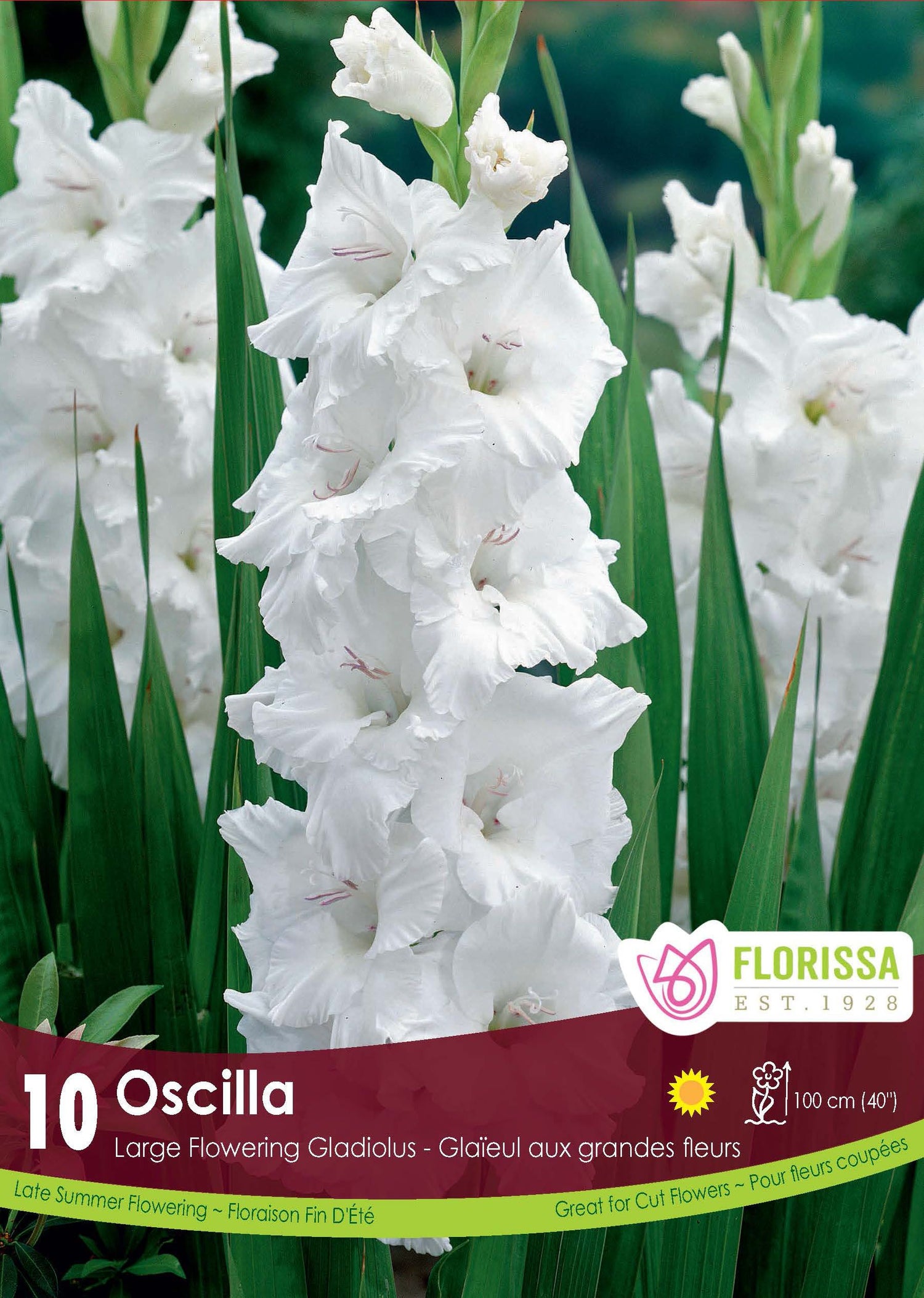 Oscilla Gladiolus