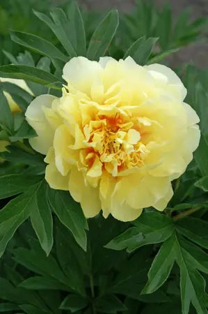 Peony Itoh 'Bartzella'