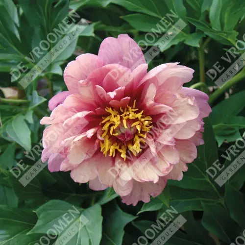 Peony Itoh 'Berry Berry Fine'
