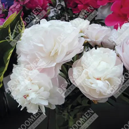 Peony 'Mother's Choice'