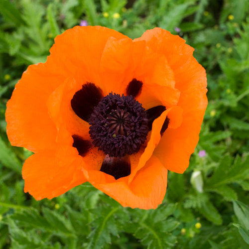 Poppy 'Prince of Orange'