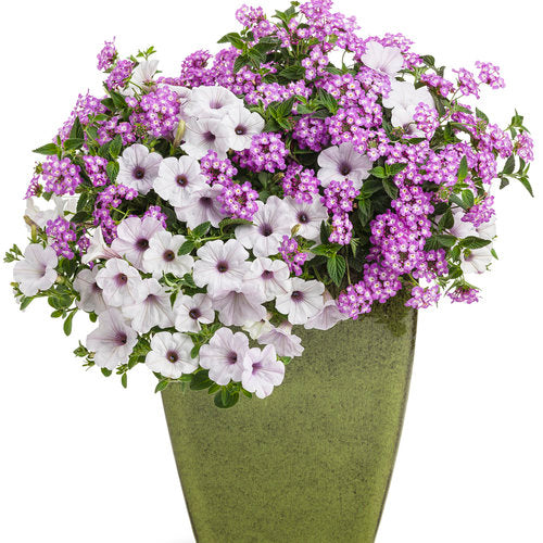 Supertunia 'Silver'