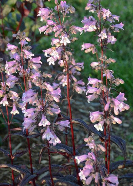 Penstemon 'Blackbeard'
