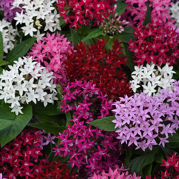 Pentas 'Lucky Star Mix'