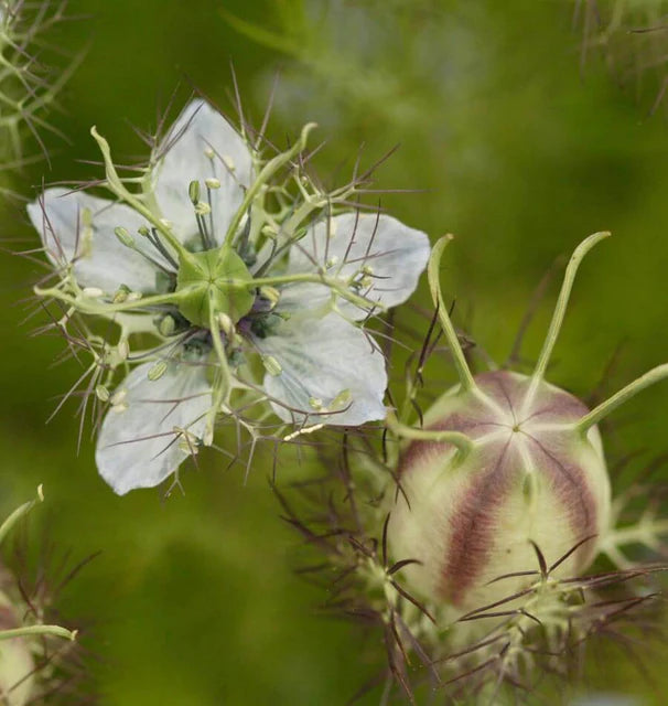Persian Jewels Nigella