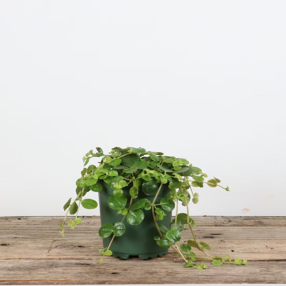 Pilea 'Sao Paulo'