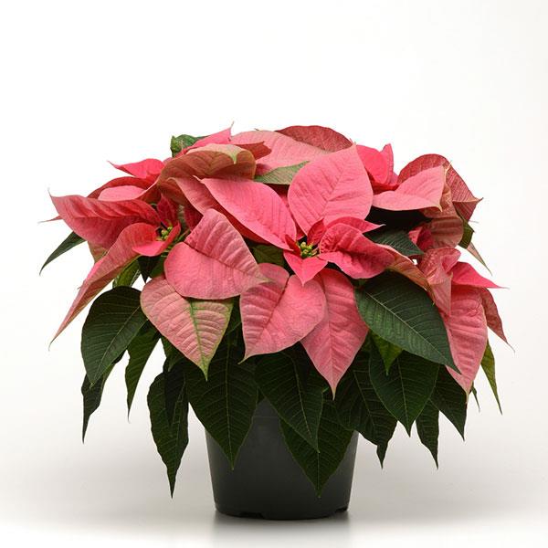 Pink Poinsettia