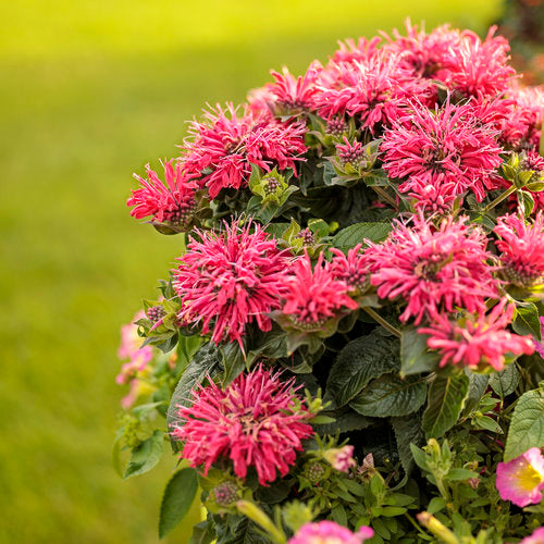 Monarda 'Pardon My Cerise'