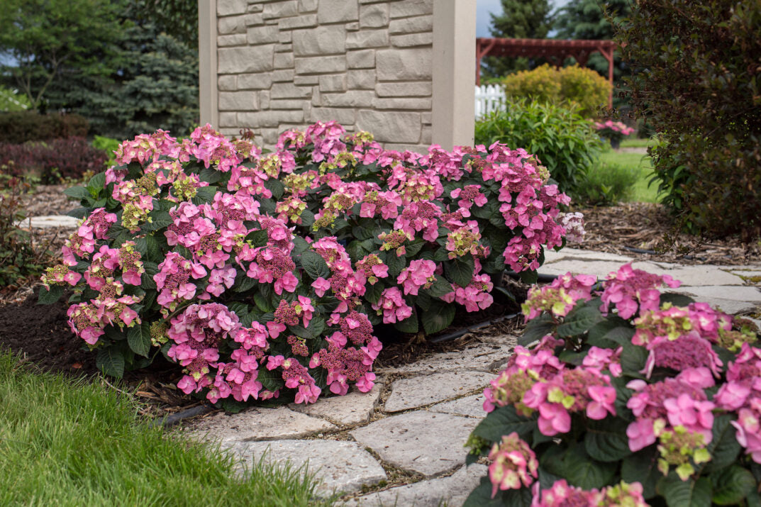 Hydrangea 'Popstar'