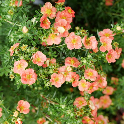 Potentilla 'Happy Face Orange'
