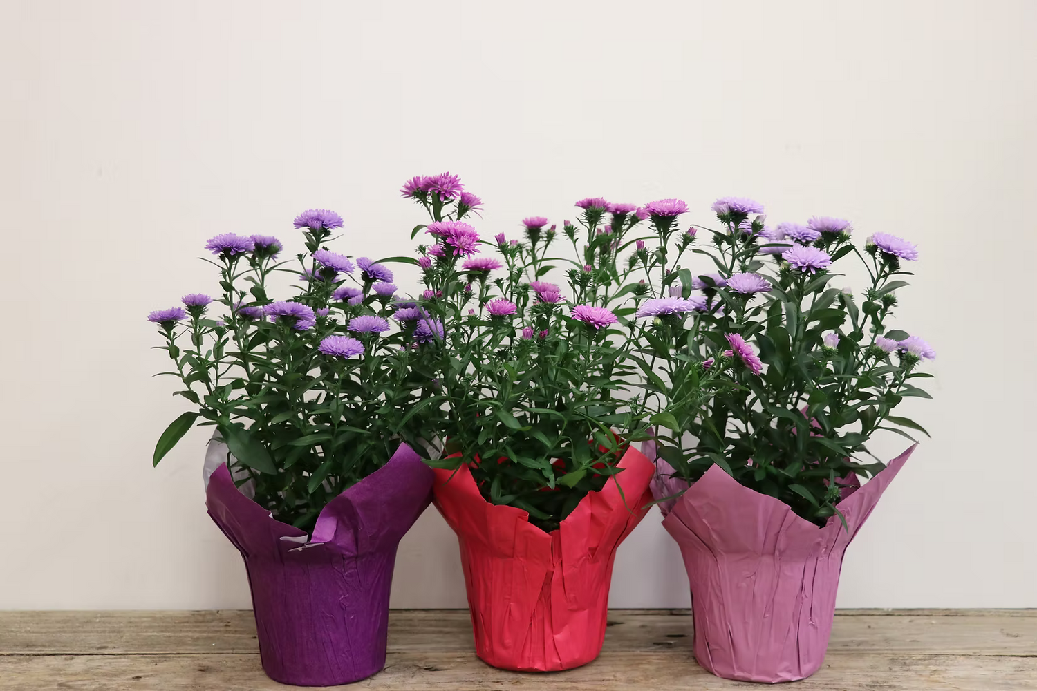 Potted Aster