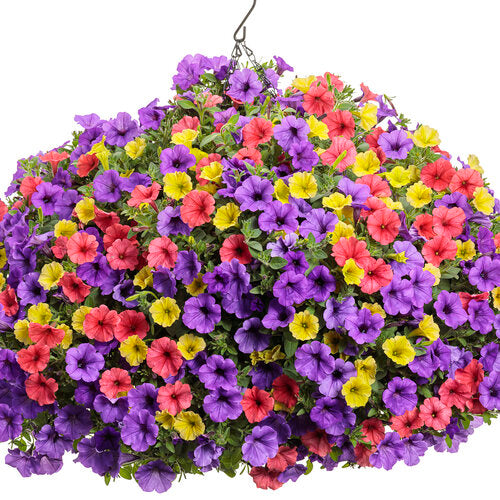Petunia 'Supertunia Mini Vista® Scarlet'
