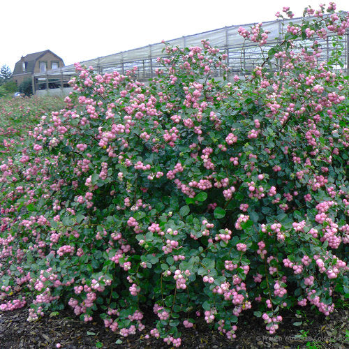 Snowberry 'Proud Berry'