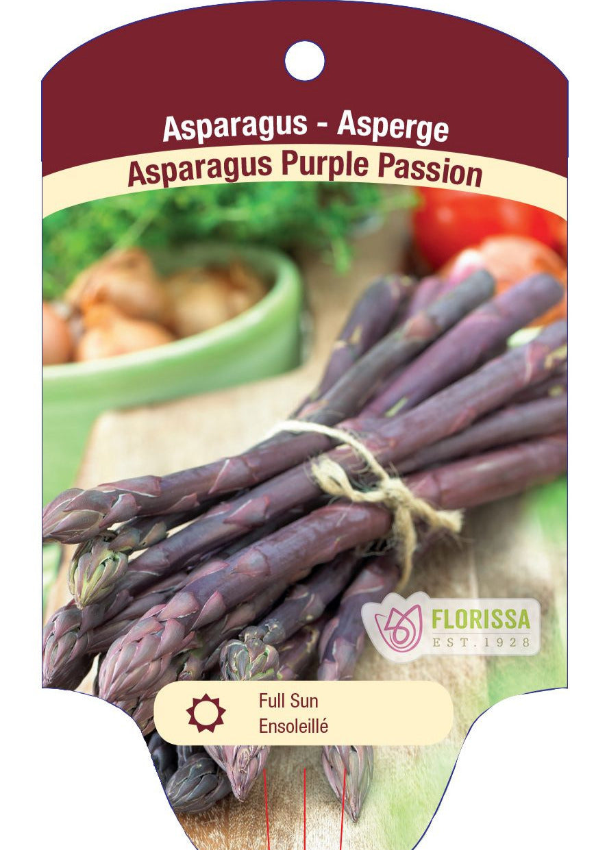 Asparagus 'Purple Passion'