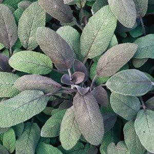 Sage 'Purple'