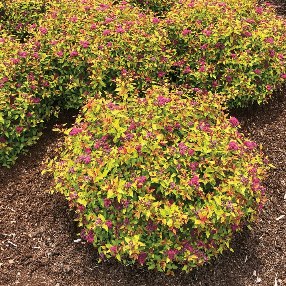 Spirea 'Rainbow Fizz'