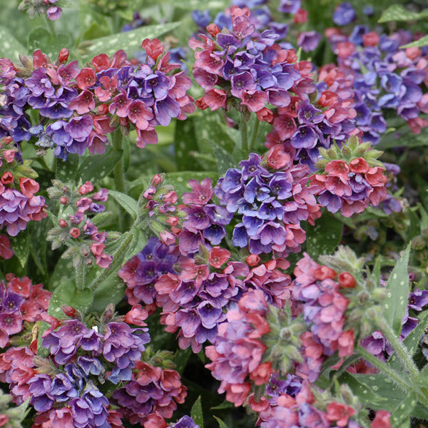 Lungwort 'Raspberry Splash'