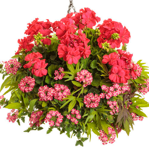Verbena 'Superbena Cherryburst'