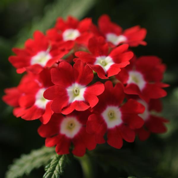 Verbena 'Quartz' Series