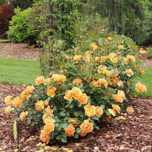 Rose 'Reminiscent Ginger' PW