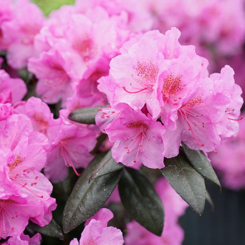 Rhododendron 'Black Hat'