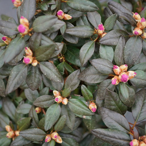 Rhododendron 'Black Hat'