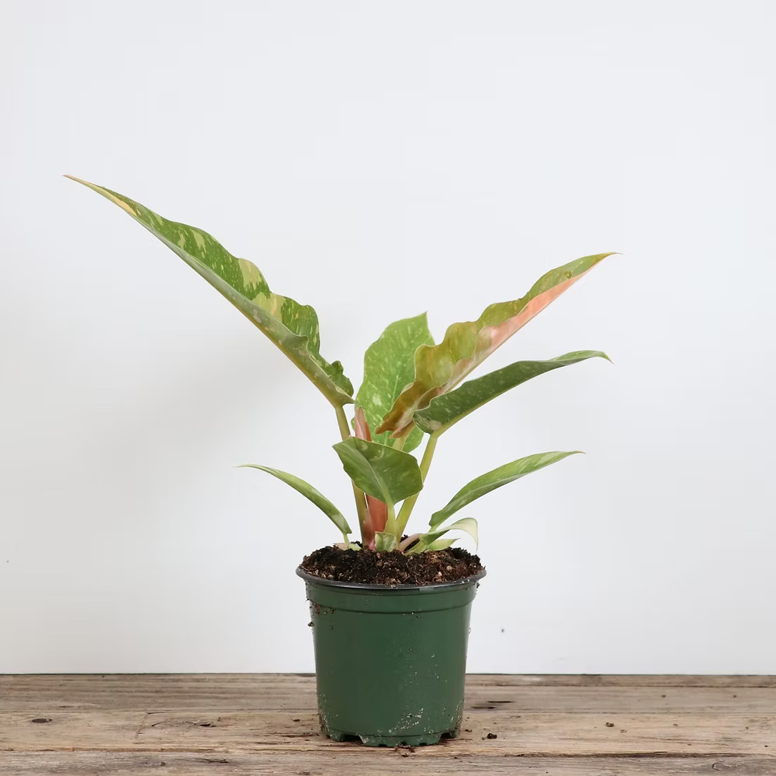 Ring of Fire var. Philodendron
