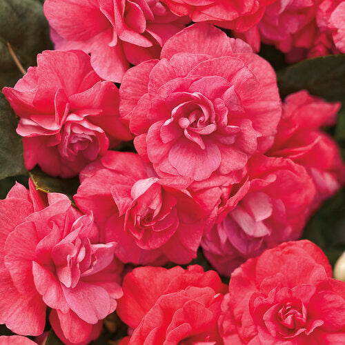 Double Impatien 'Rockapulco Coral Reef'