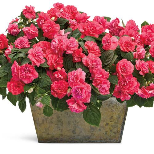 Double Impatien 'Rockapulco Coral Reef'