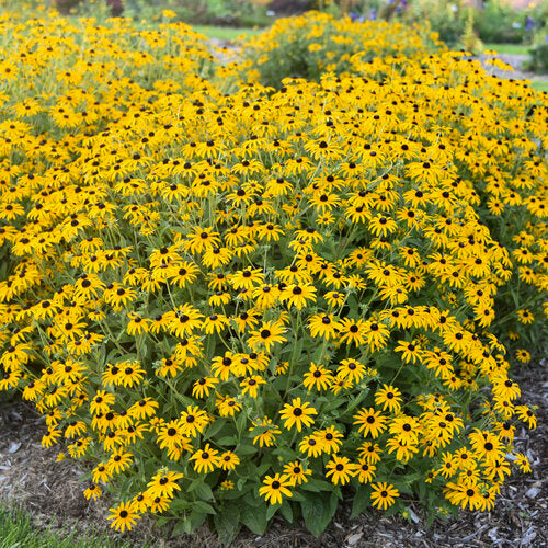 Rudbeckia Black-Eyed Susan 'Treasure Trove'