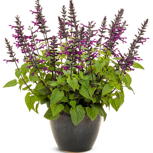 Salvia 'Rockin' Deep Purple'