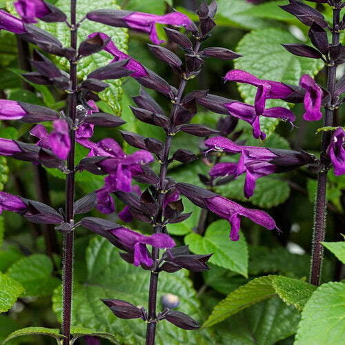 Salvia 'Rockin' Deep Purple'