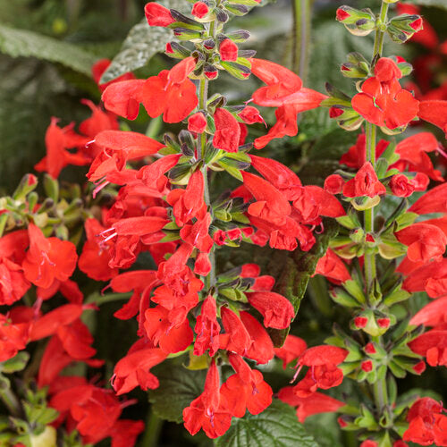 Salvia 'Unplugged Red'