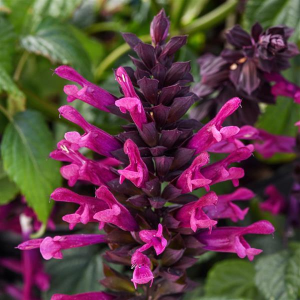 Salvia 'Plum Crazy'